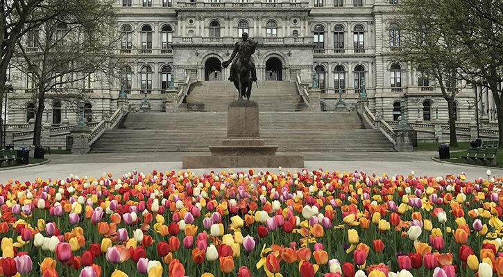 Tulips in bloom in front of the New York State Capitol building in Albany during the annual Tulip Festival